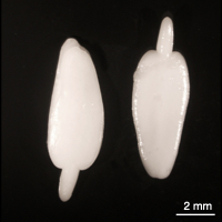 olive embryos